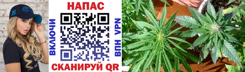 Марихуана OG Kush где купить Сегежа